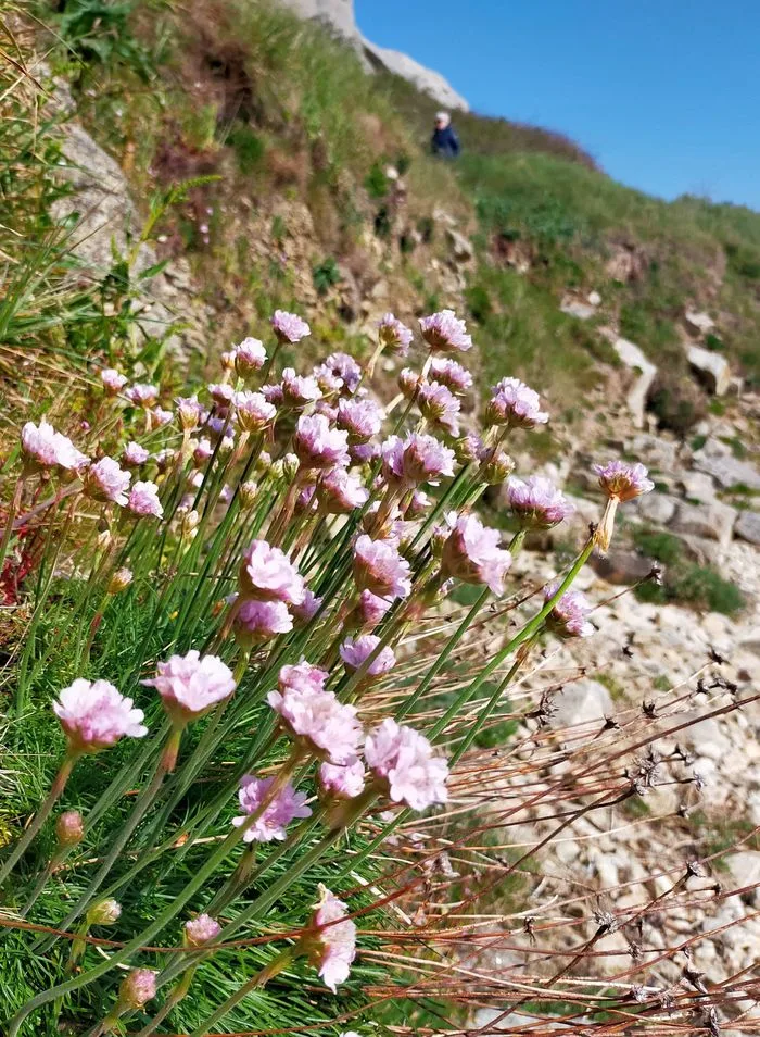 Balade plantes et oiseaux