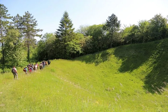 Nature et Histoire, la forêt du renouveau