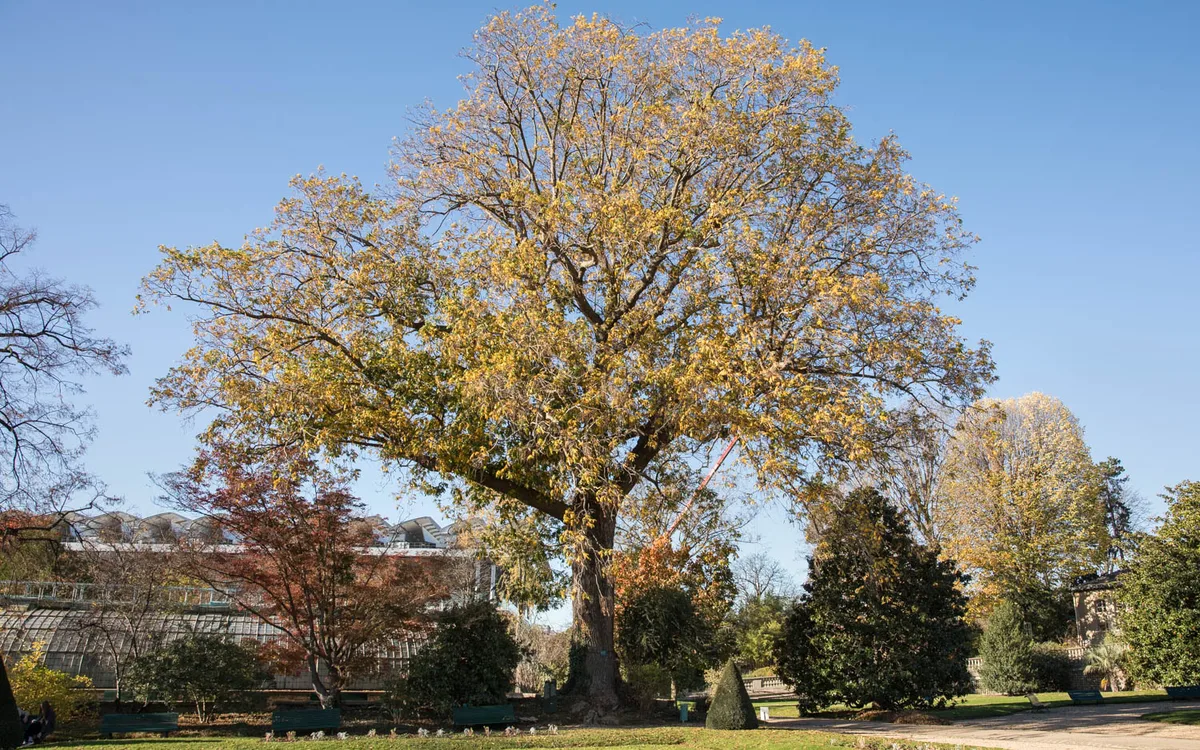 Conférence : Les arbres remarquables de Paris