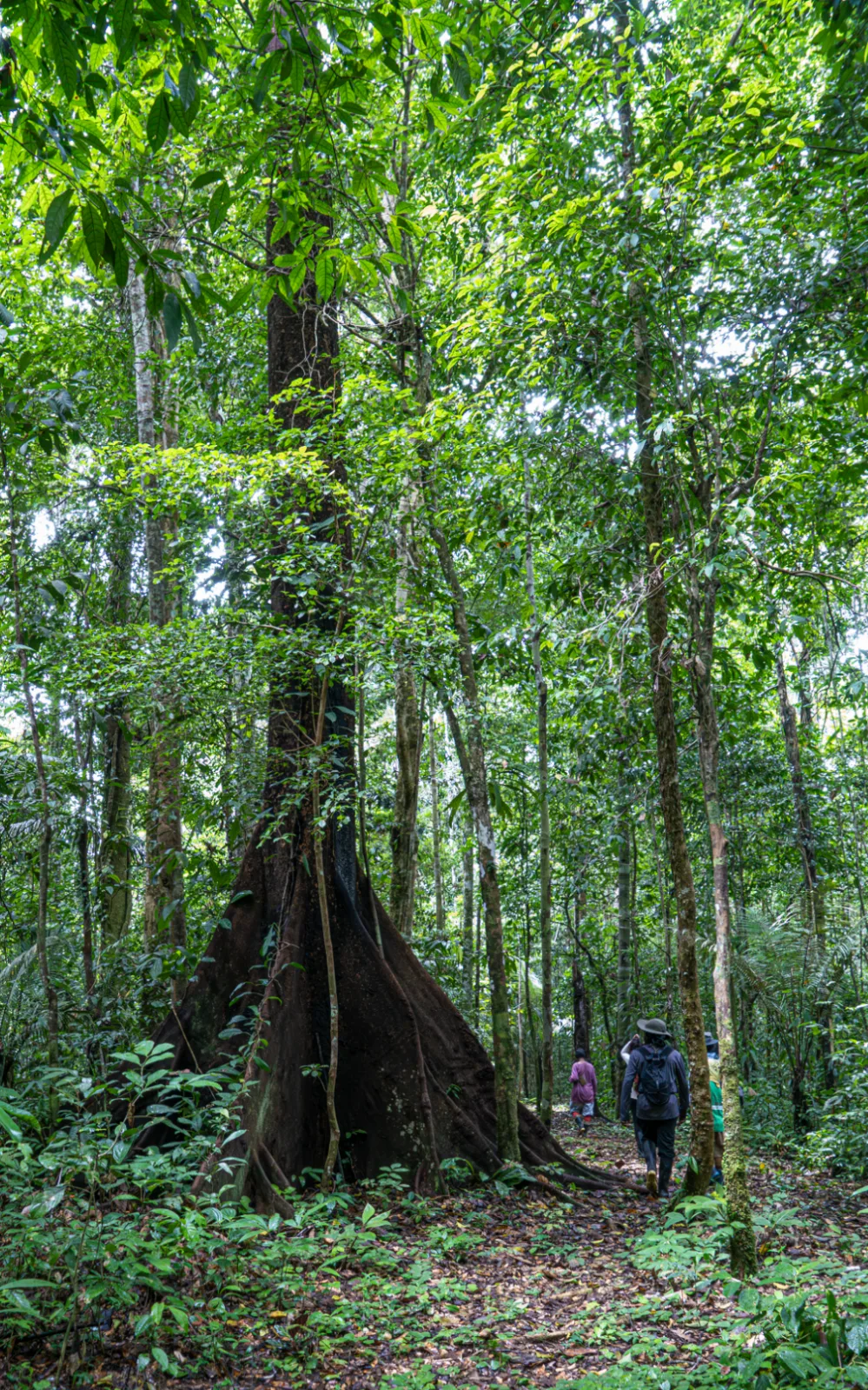 A journey into the living knowledge of the forest