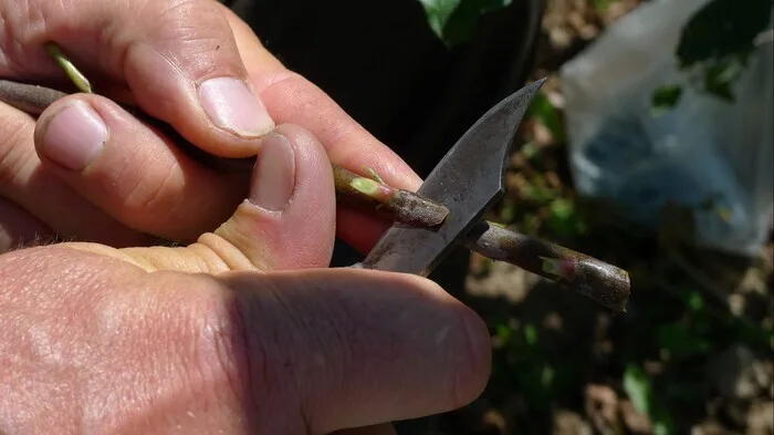 Apprendre à greffer les pommiers en fin d'été (43)