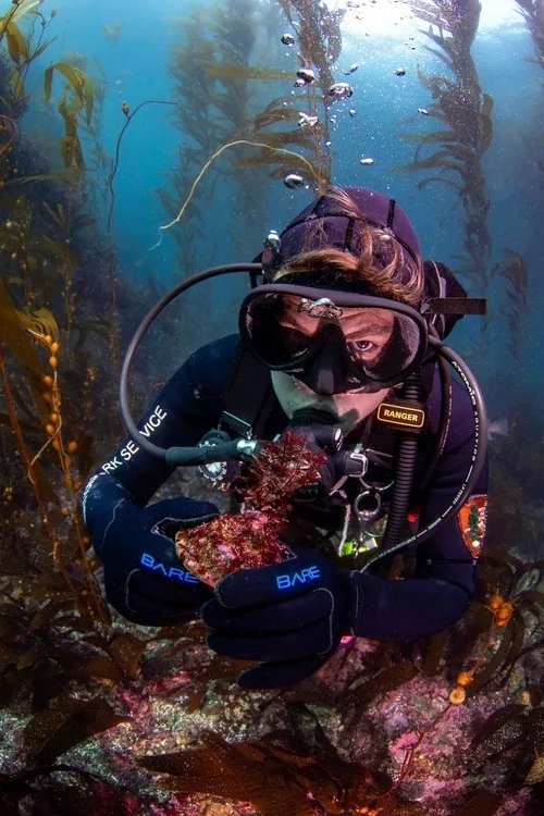 Shoot for the Stars: A community-based approach to Sunflower Star Recovery