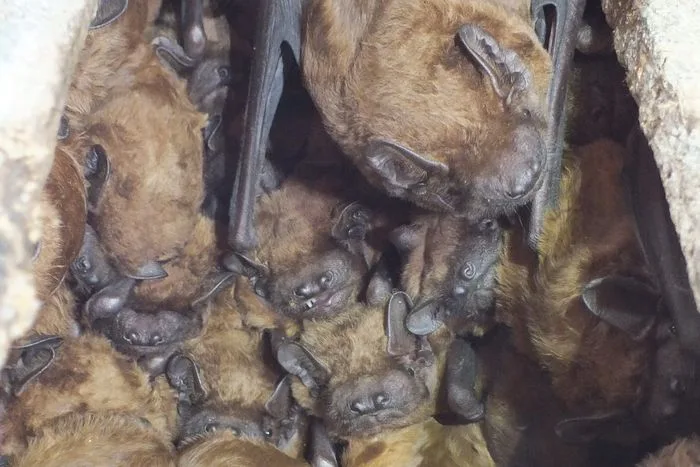 La nuit des chauves-souris