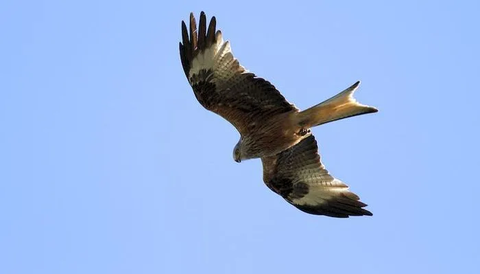 Balade : les oiseaux de la Gardiole