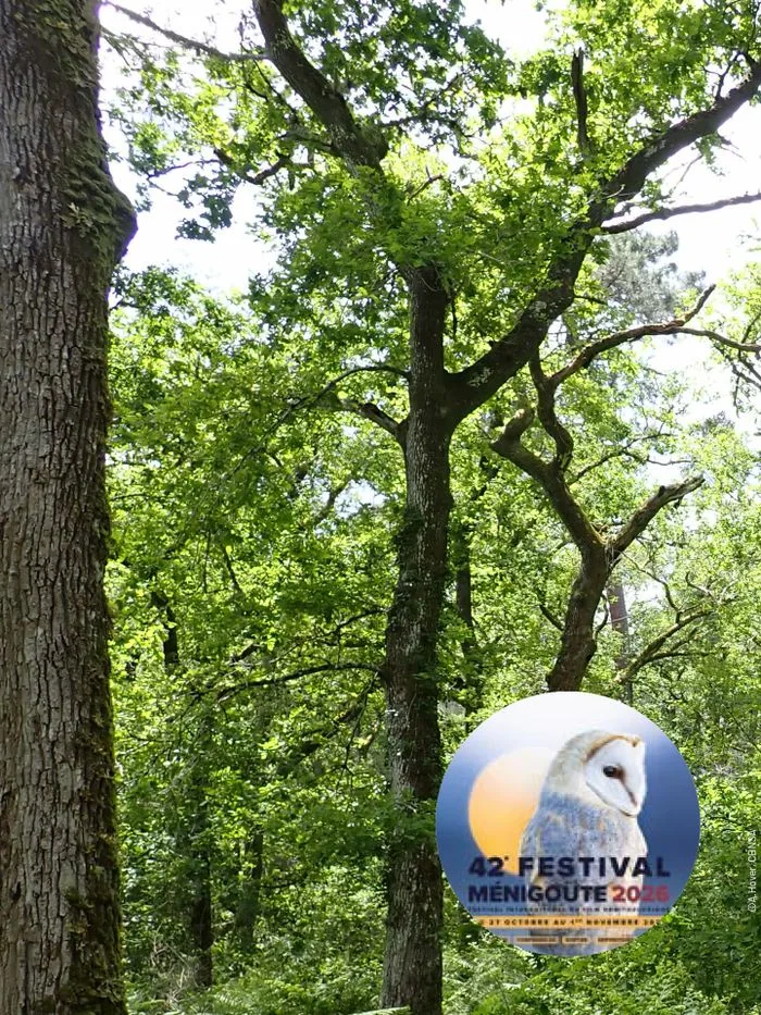 Conférence "Les vieilles forêts : des trésors méconnus à préserver"