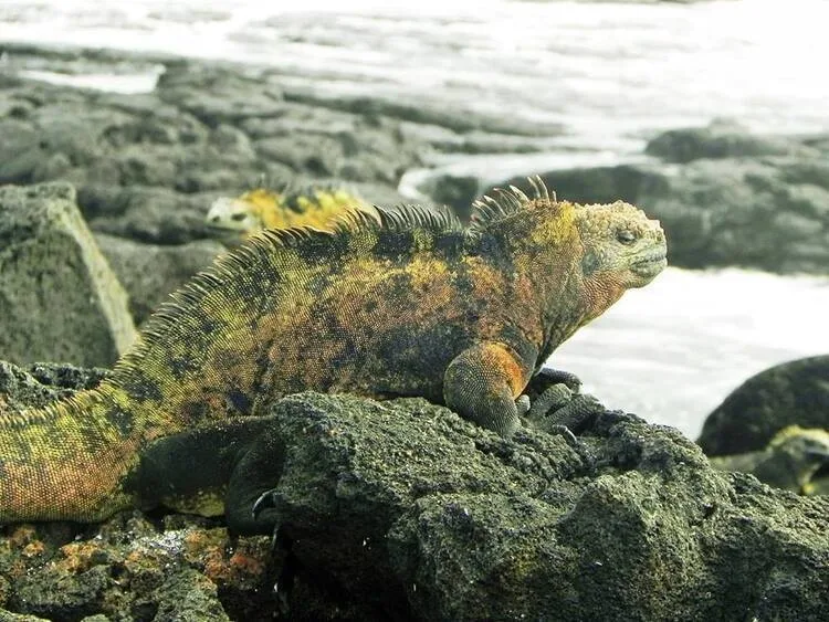 Global Seminar: Ecology & Evolution in the Galapagos Islands info session