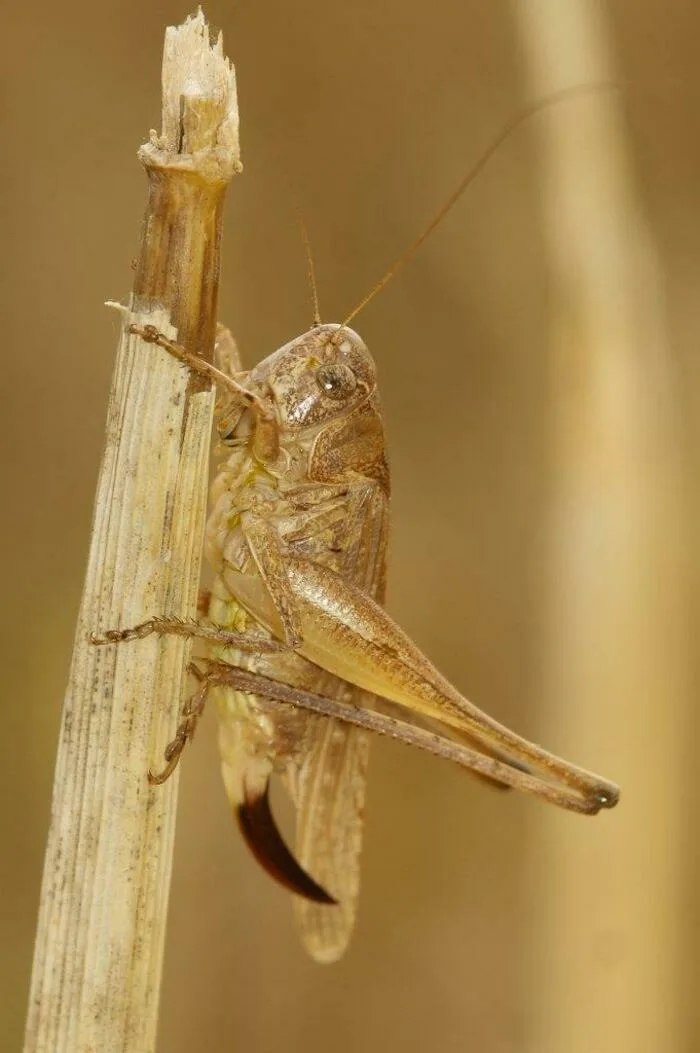 Criquets, sauterelles et autres insectes