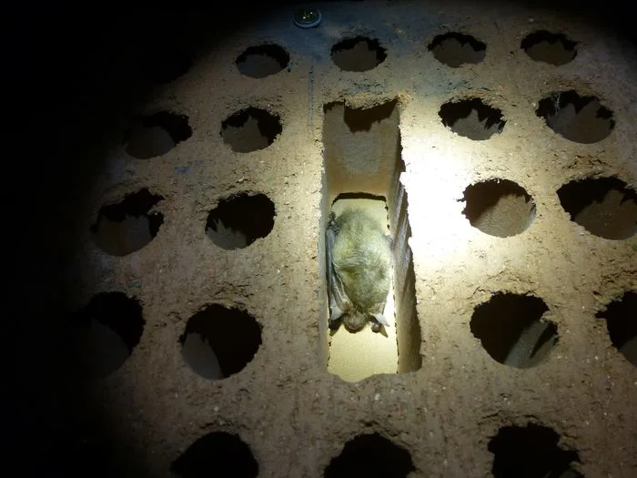 COMPLET - Nuit de la Chauve-souris