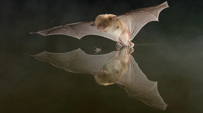 Soirée Chauve-souris
