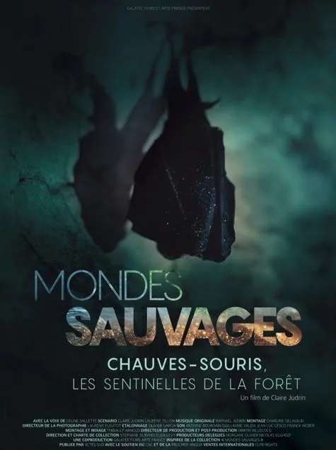 La Nuit de la Chauve-souris