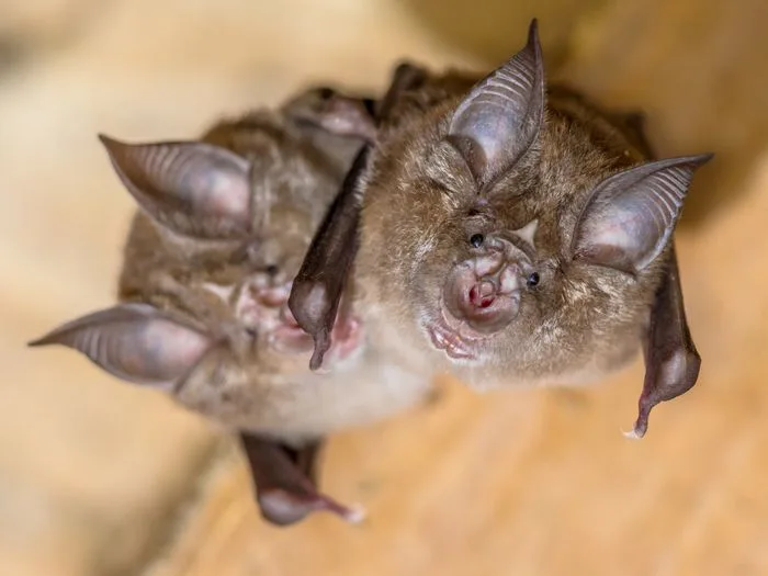 Nuit de la Chauve-souris à Yonval