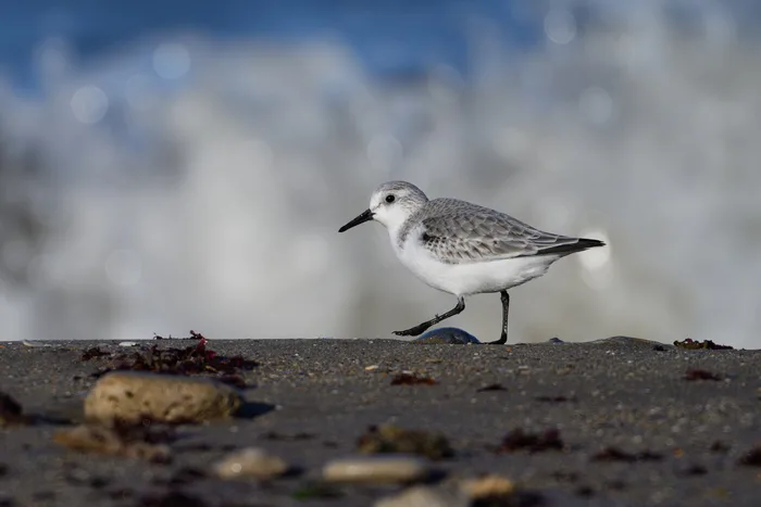 VIERVILLE-SUR-MER/14 : Découverte des oiseaux des falaises du Bessin