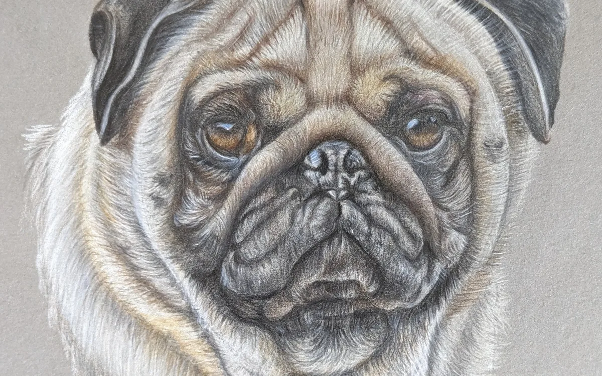 STAGE DESSIN ANIMALIER