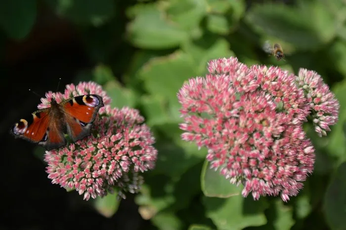 Les 7 grandes familles d'insectes