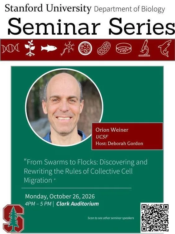 Biology Seminar Series - Orion Weiner "From Swarms to Flocks: Discovering and Rewriting the Rules of Collective Cell Migration"