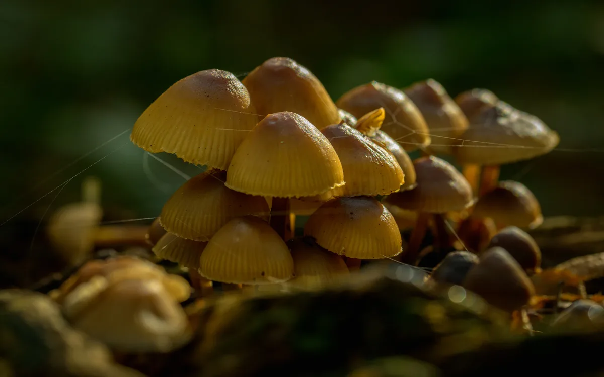 A la découverte des champignons de l'Arborétum