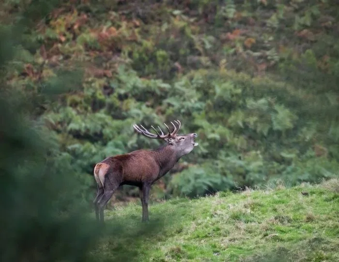 Aventure photo Brame du Cerf