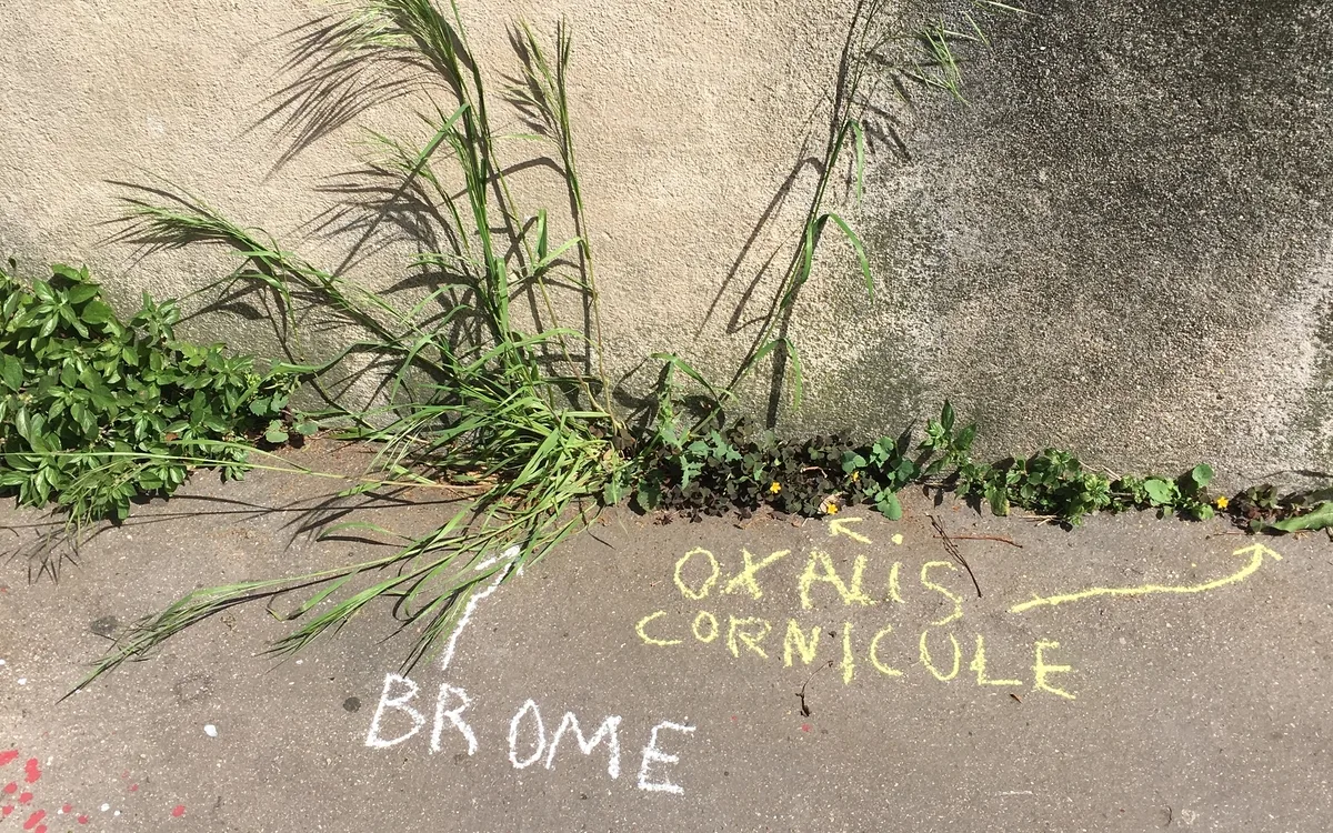Graffiti Botanique