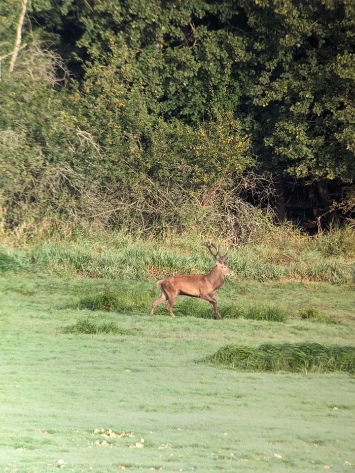 Vivez le brame du cerf dans le PNR de la Forêt d'Orient