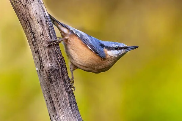 sortie ornithologique en forêt de Fontainebleau