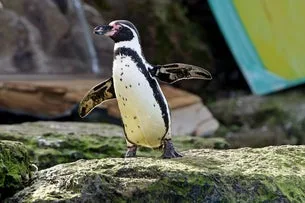 Chessington World of Adventures - 1 Day Entry