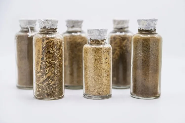How to Grow the Cowpea: Artistic and Ecological Pedagogies in Practice