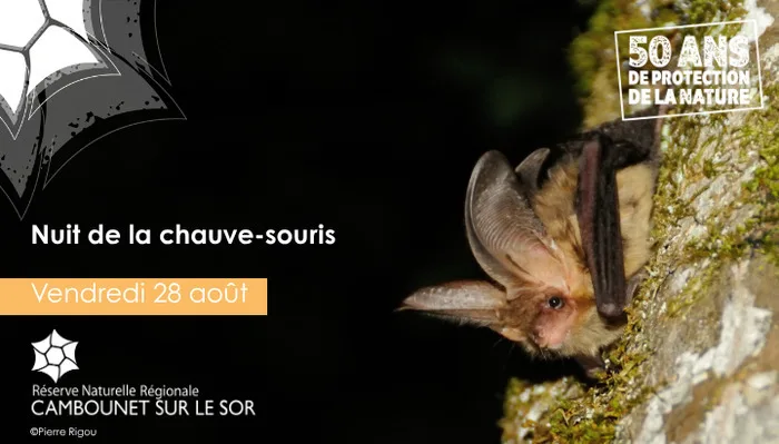 Nuit de la chauve-souris
