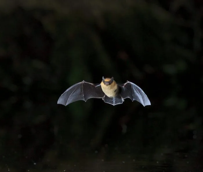 Fête de la chauve-souris