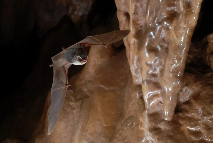 Les chauves-souris à La Fare les Oliviers