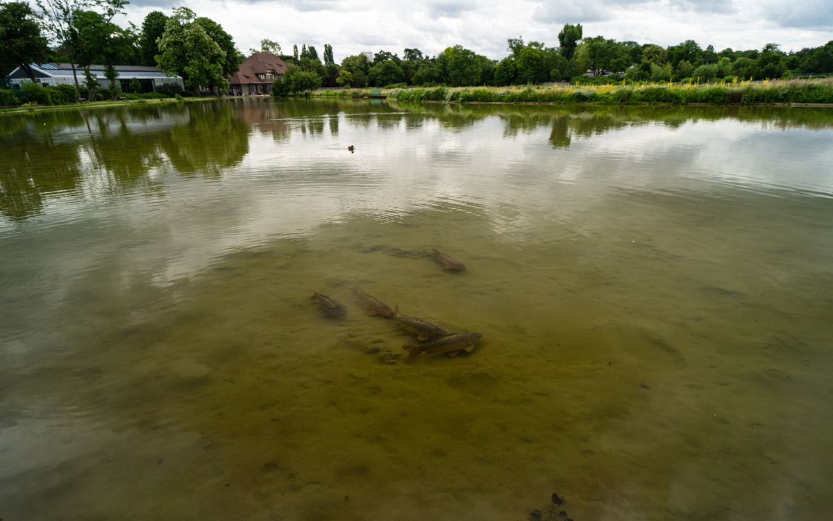 Comme un poisson dans la Seine