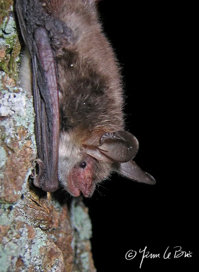 Nuit Internationale de la Chauve-souris