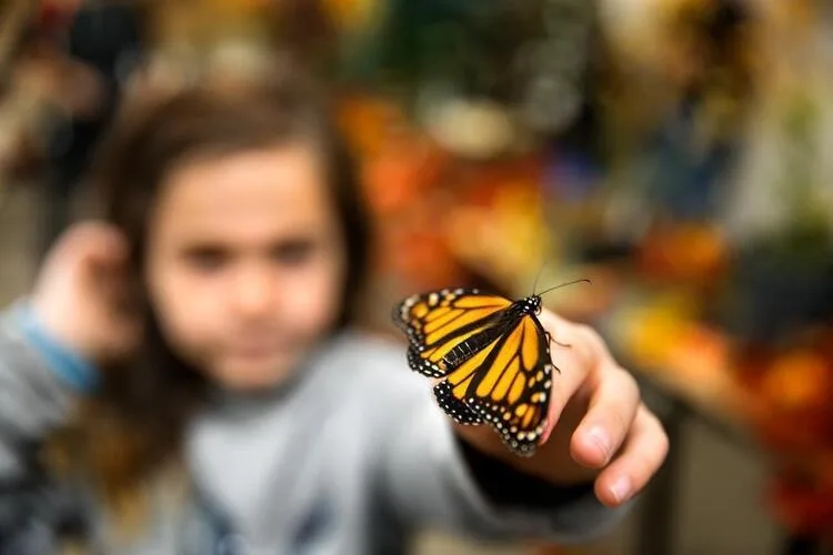 Insectapalooza 2026