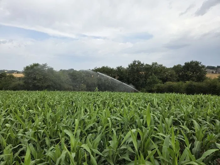 INNOV'ACTION : Sorgho ensilage, une alternative au maïs en conditions difficiles