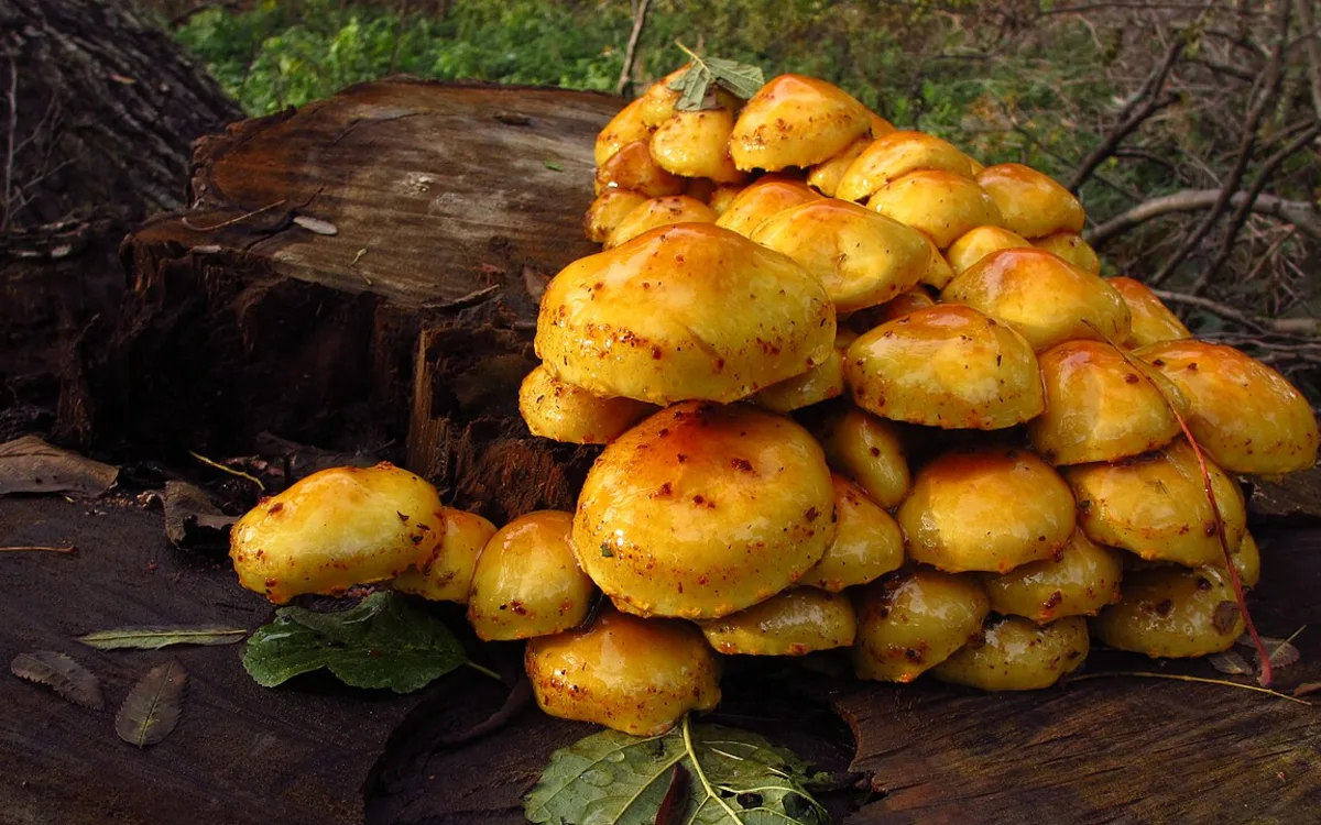 Rencontre - Les champignons : qu'ont-ils à nous apprendre ?