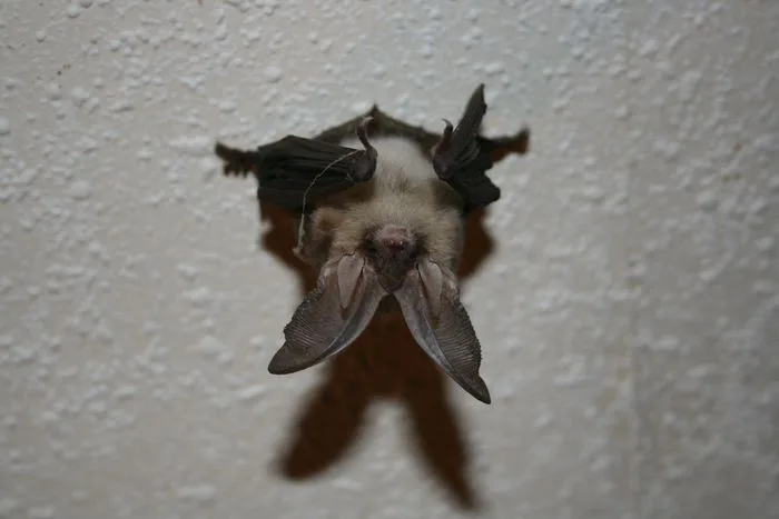A la découverte des chauves-souris de mon village
