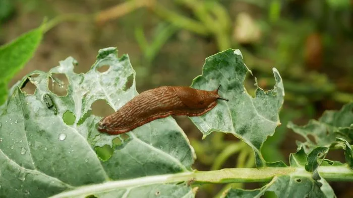 Escargots et Cie : à la rencontre des petites bêtes du jardin