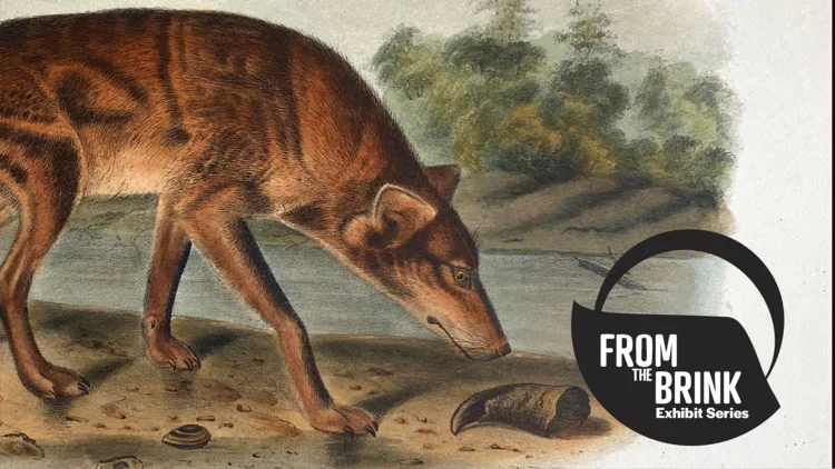 Going to Gone: Earth's Biodiversity Loss and What We Can Do About It