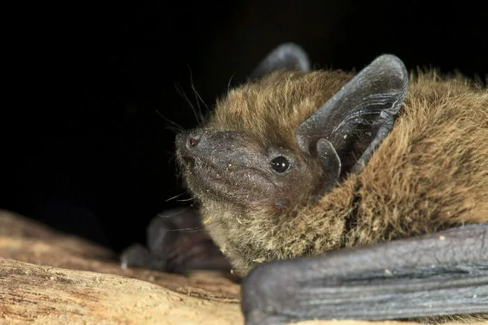 Nuit de la chauve-souris - Sucé-sur-Erdre