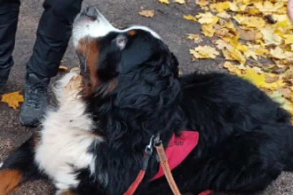 Haliberni-koirat tavattavissa leikkipuistossa