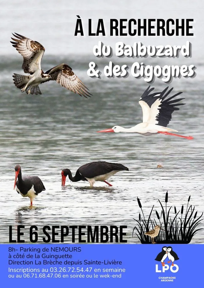 Sortie-observation du Balbuzard pêcheurs et des Cigognes (noirs ou blanches) sur le "Vieux Der".