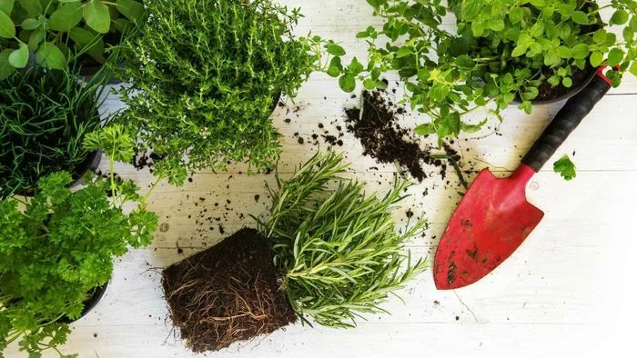 L’épopée des plantes