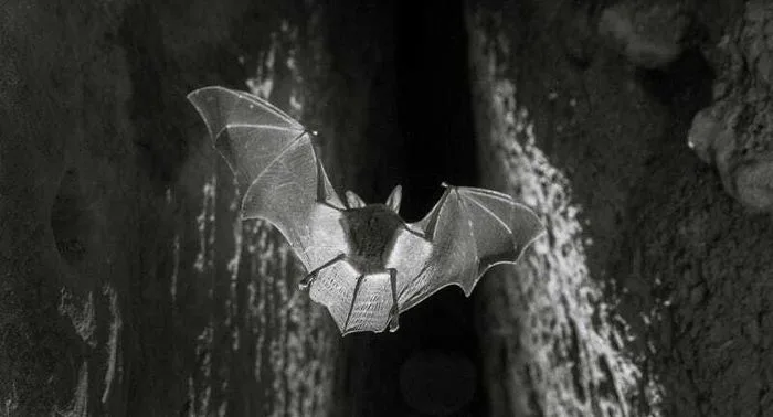Projection film "Espalungue, royaume des chauves-souris"