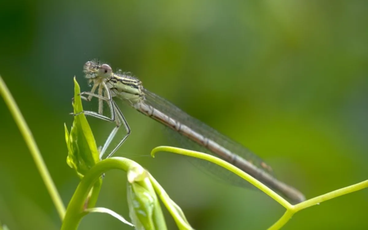Suivi Temporel des Libellules