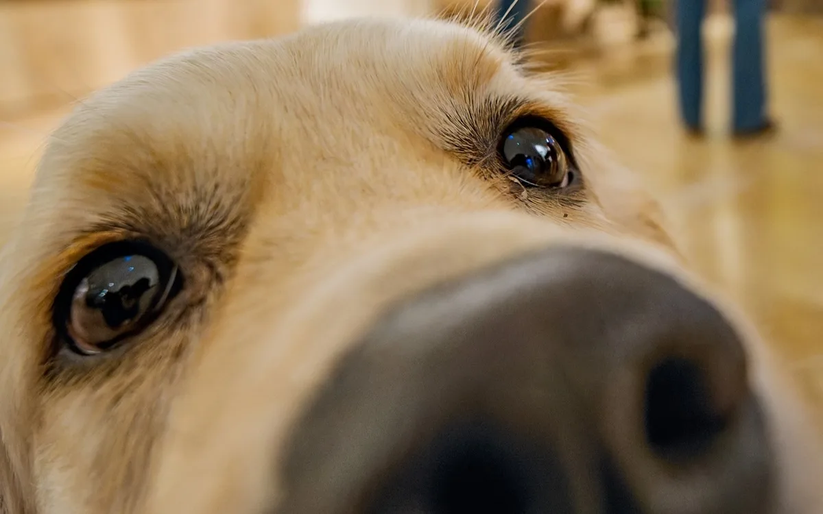 Comprendre et vivre avec son chien en ville