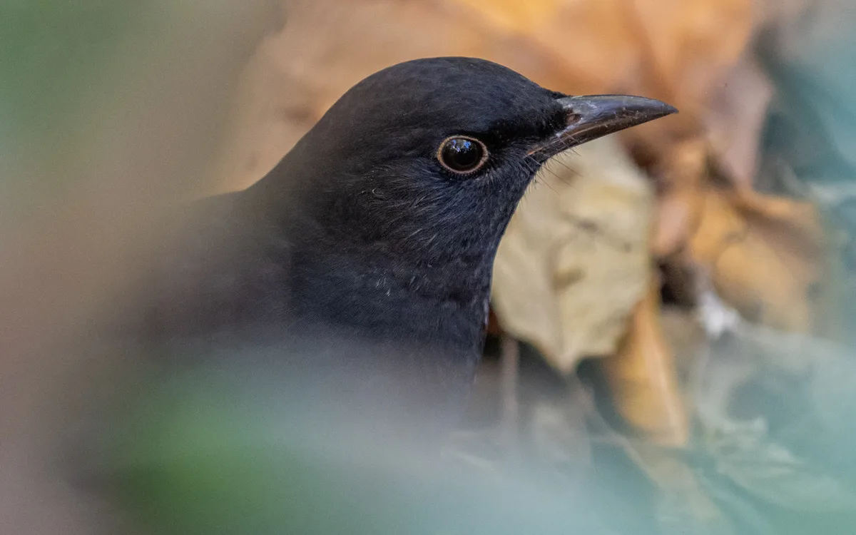 Science participative : Oiseaux des jardins