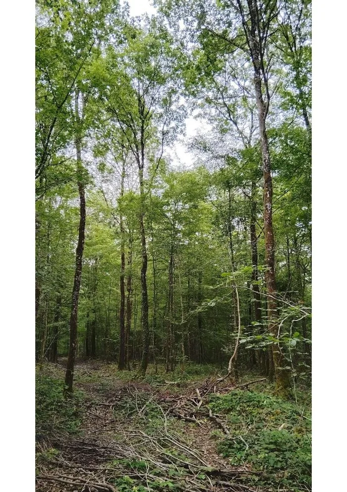 Explorez une forêt domaniale