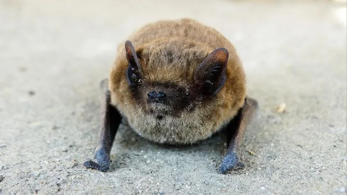 Nuit de la chauve-souris à Ottmarsheim