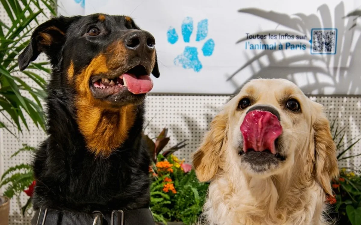 La Maison de l'animal : toute la programmation