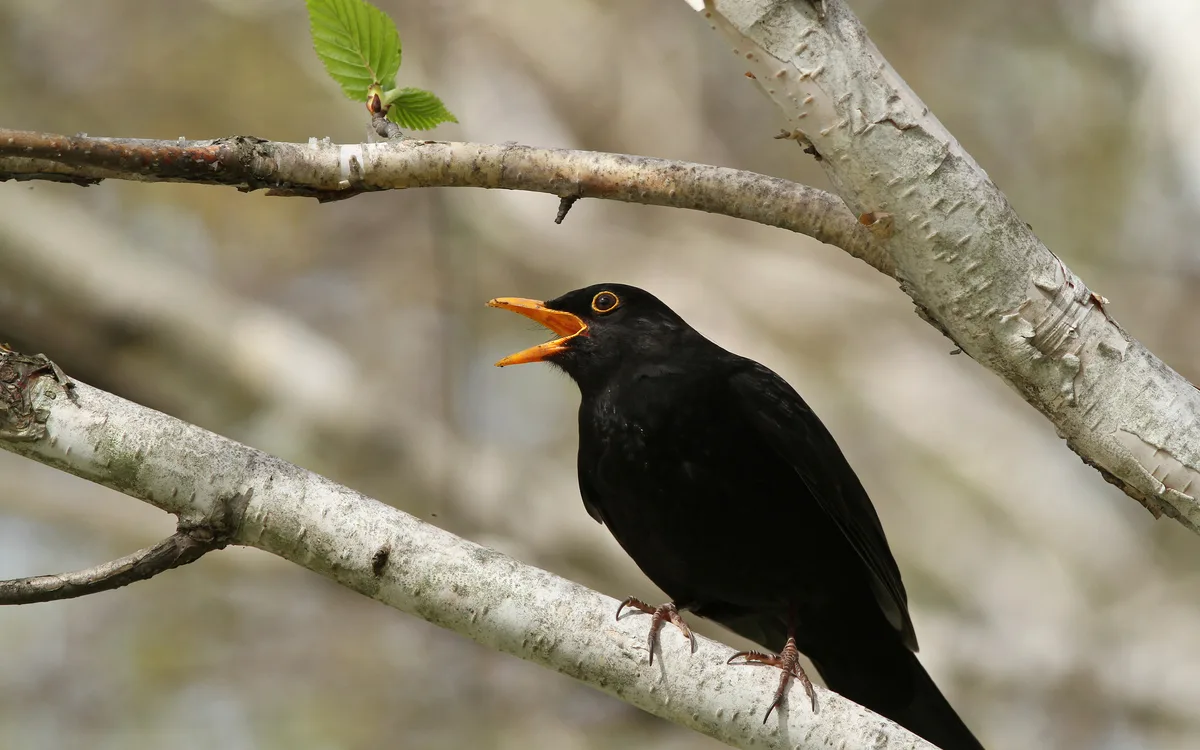 On révise les chants des oiseaux en webconférence !