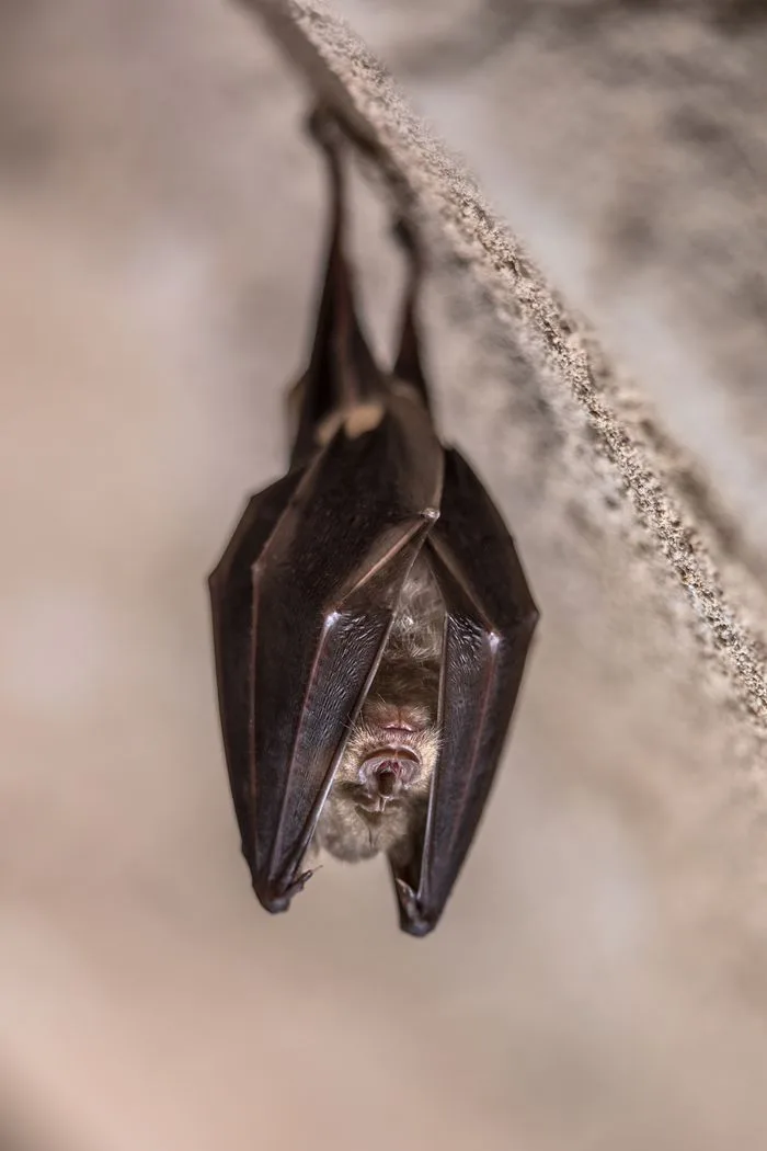 Nuit de la Chauve-souris à l'Abbaye de St Riquier